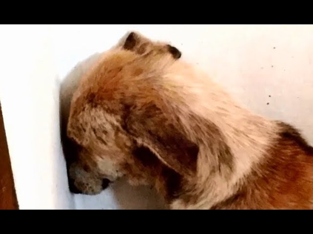 кому нужна собака кому нужна собака