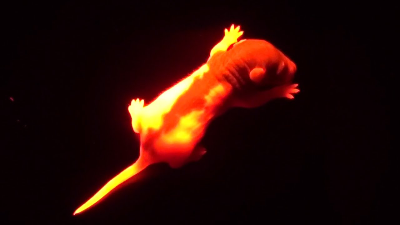 Fluorescent rat pup, FLAME transgenic rats