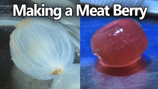 A Grape Made of... Meat?? - Tissue Recellularization