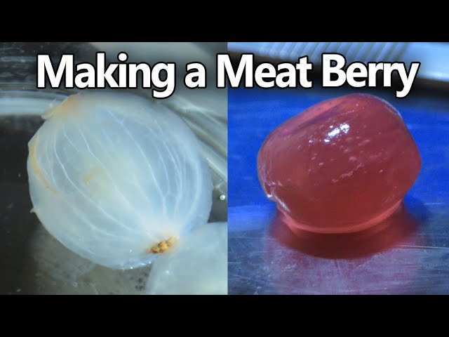 MYTH BUSTING MEAT GLUE