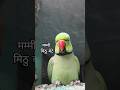 Mummy Mitthu bete 🌿🦜💚 #parrot #funny #funnyanimal #ringneckparrot #talkingparrot