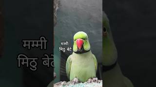 Mummy Mitthu bete 🌿🦜💚 #parrot #funny #funnyanimal #ringneckparrot #talkingparrot