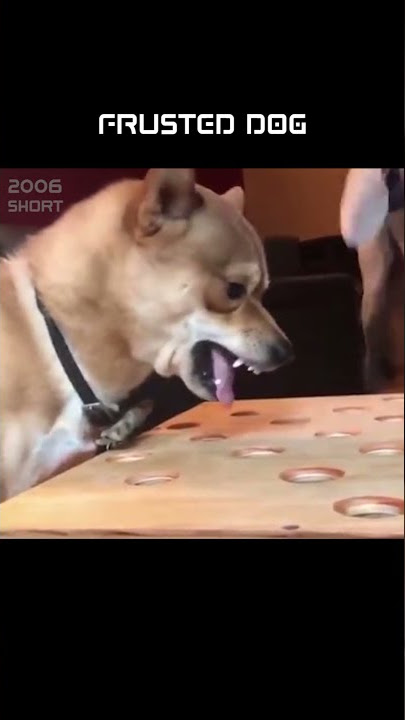 ANJING FRUSTASI - FRUSTED DOG