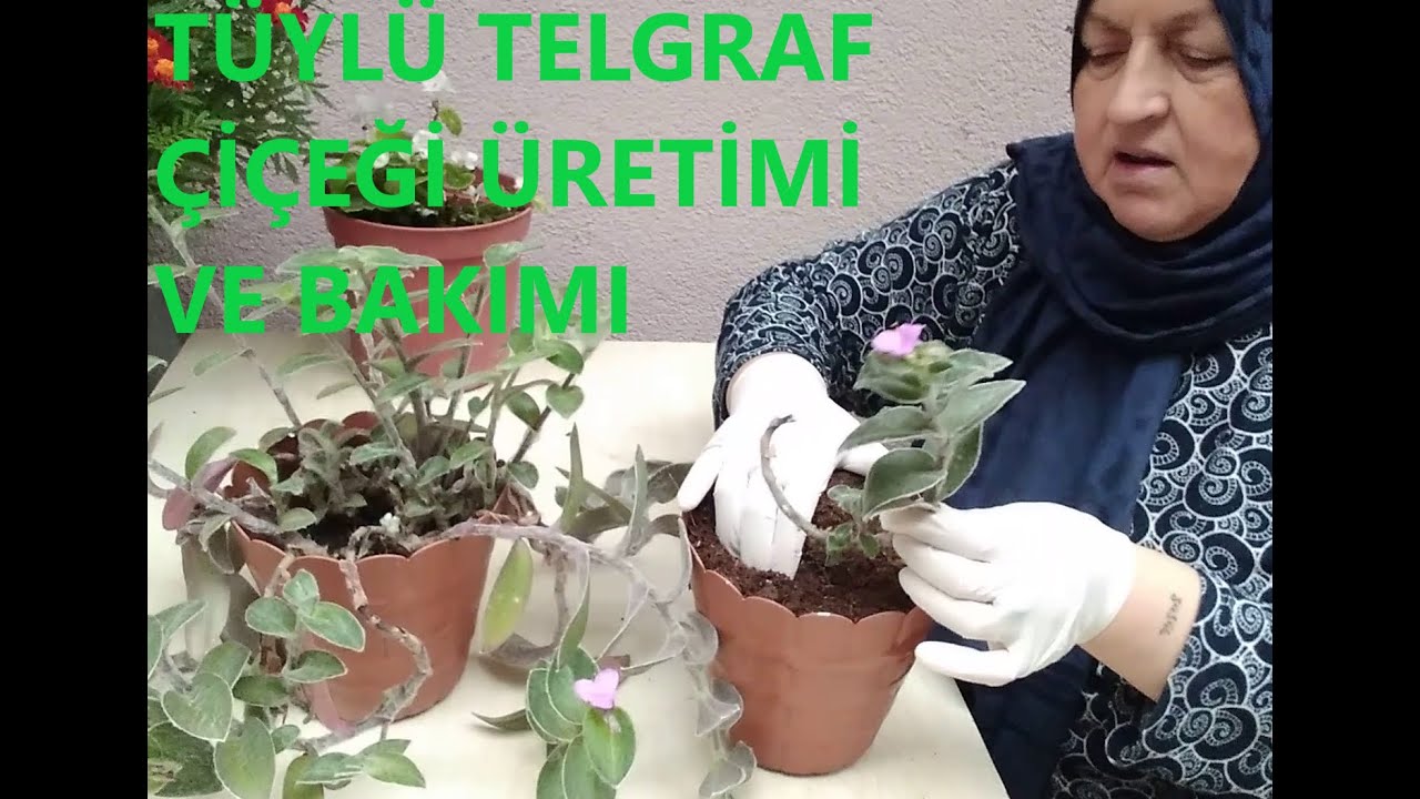 TÜYLÜ TELGRAF ÇİÇEĞİ NASIL ÇOĞALTILIR & KIŞ BAKIMI VE YAZ BAKIMI NASIL YAPILIR ?