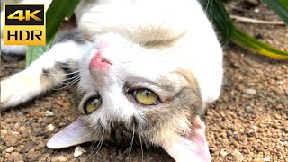 cat video 4K 6OFPS HDR