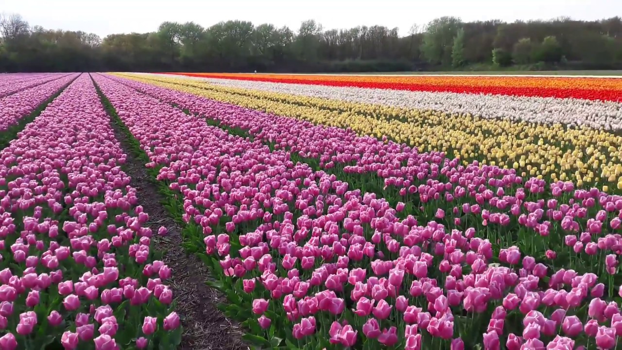 オランダ チューリップの見頃の時期と場所 Arto Explore