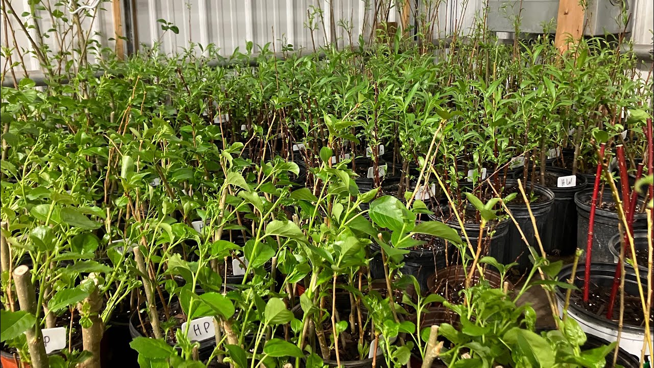 Creating Deer Bedding CHEAP ONE MONTH GROWTH ON CUTTINGS YouTube creating-deer-bedding-cheap-one-month-growth-on-cuttings-youtube