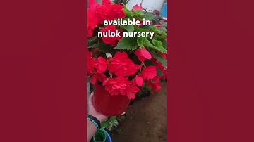 Begonia and fox tail#foxtails