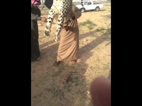النمر الذي تم العثور عليه في وادي النعمان