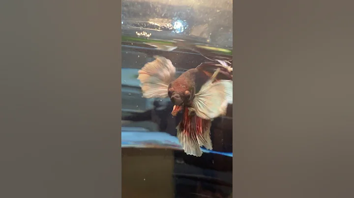Video 3491061: siamese fighting fish, happy siamese