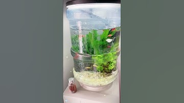 Bình nước uống chế thành bình nuôi cá #cacanh #nuoica