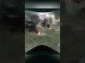 Судный день (Call of Duty: Black Ops 2) #gaming #blackops #callofduty #callofdutyhighlights