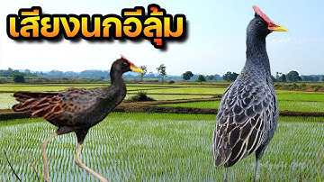 เสียงนกอีลุ้ม Watercock sounds | Animal Sound Around Me