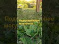 Подорожниковое могущество 🌿🪄✨