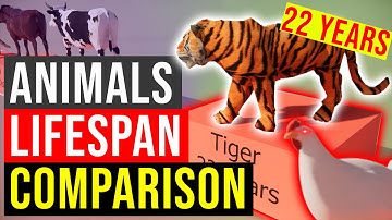 Animals Lifespan Comparison 3D