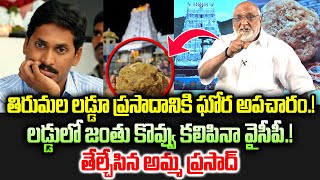 తిరుమల లడ్డులో జంతు కొవ్వు కలిపినా #ysrcp 😱 | Amma Prasad on SIT Report Over TTD Laddu Issue