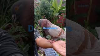 Cara Merpati Jantan Merayu Pasanganya #shorts #viralshorts