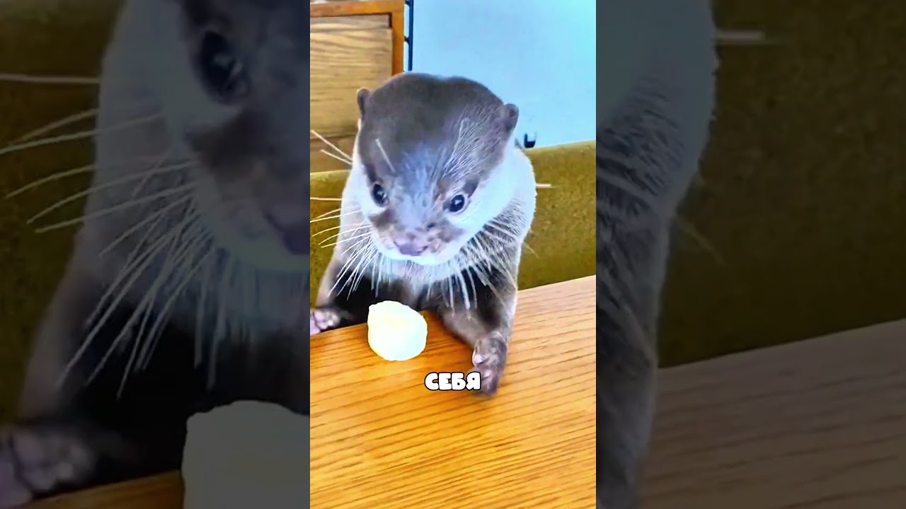 Выдра запрыгнула в лодку женщины и изменила её жизнь