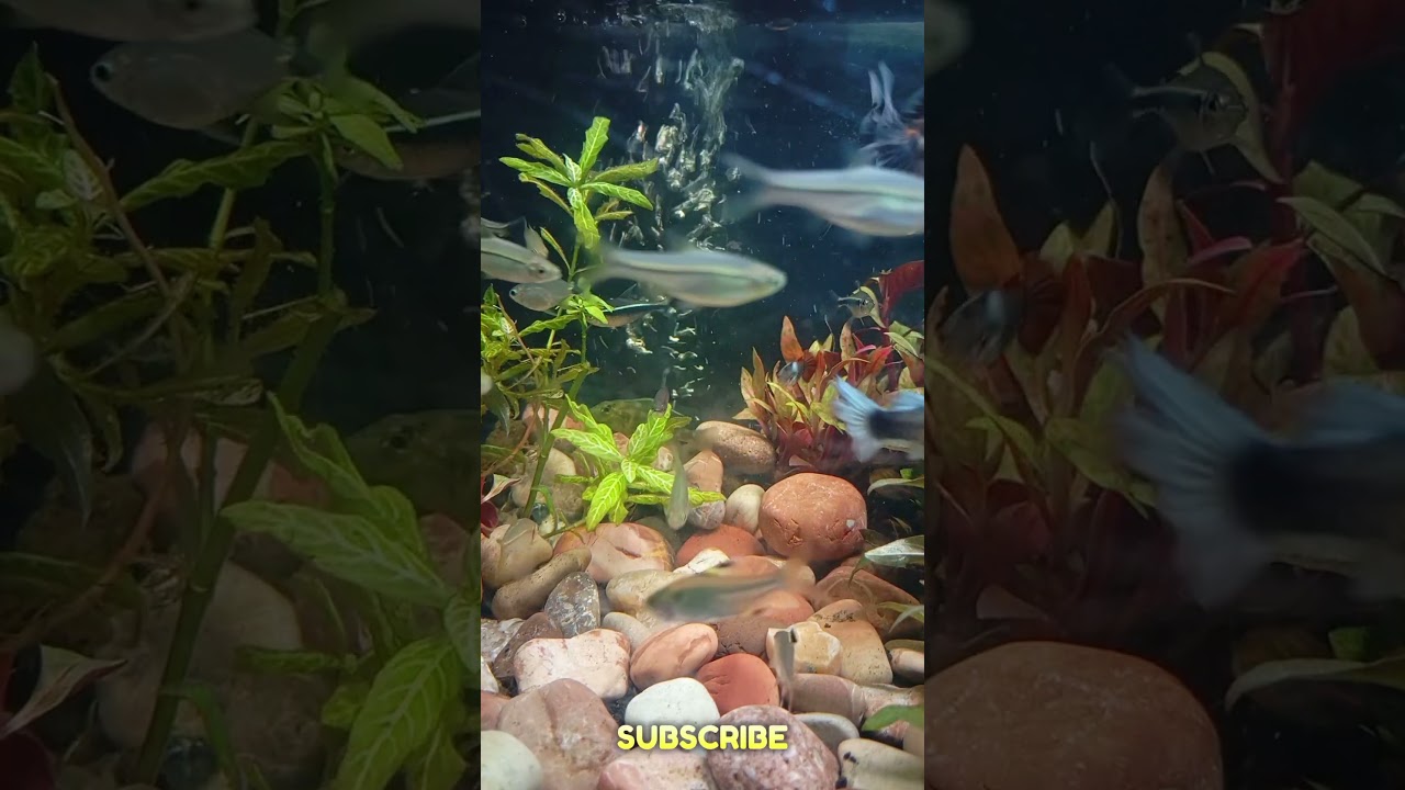 🍃🐟 Green Fish Tank with Natural Relaxing Flow