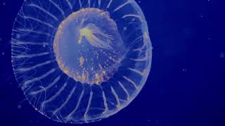 5 Bioluminescent Mysteries Science Just Solved