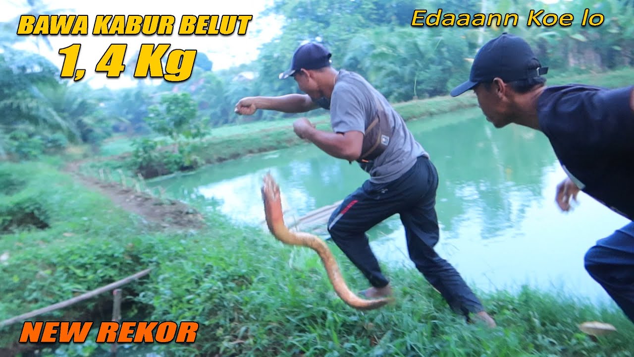 REKOR !! MANCING BELUT DI SAWAH BISA DAPAT BELUT MONSTER 1,4 Kg