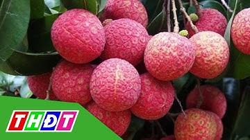 Vải thiều Lục Ngạn được mùa, được giá | THDT