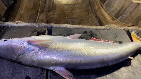 Săn cá BÔNG LAU đầu mùa con nước lên về nấu đặc sản miền tây | Cù Lao Dung Vlogs #330