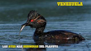 VENEZUELA: Paraíso de AVES Bellas y ESPECTACULARES | DOCUMENTAL Episodio 1