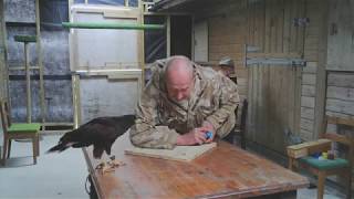 Are Harris Hawks Colour Blind - Part 2