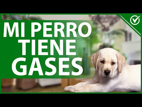 🐕 Mi Perro Tiene Muchos Gases - Mejores Remedios Caseros para Eliminarlos 🐕💨