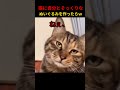 冷たすぎる目で草 #shorts
