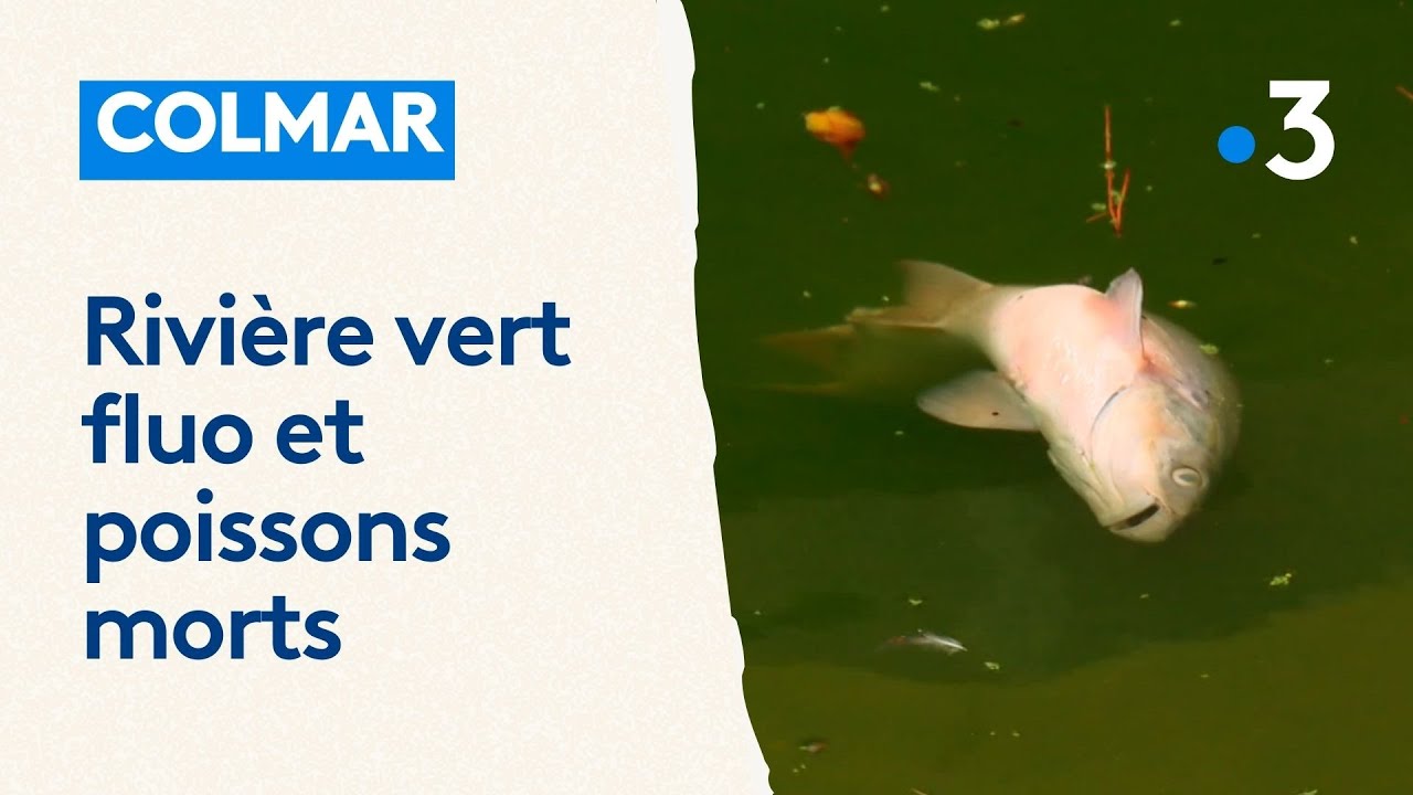 Rivière vert fluo : le colorant a-t-il pu provoquer la mort de poissons ?