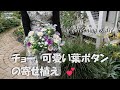 チョー、可愛い葉ボタンの寄せ植え/フリルパンジーの寄せ植え