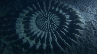 The Puffer Fish Creativity | How a Small Puffer Fish Make a Big Art.
