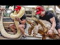 SQUATTING THE WORLD'S LARGEST SNAKE! *250LBS* || Tristyn Lee Vlogs Ep. 4