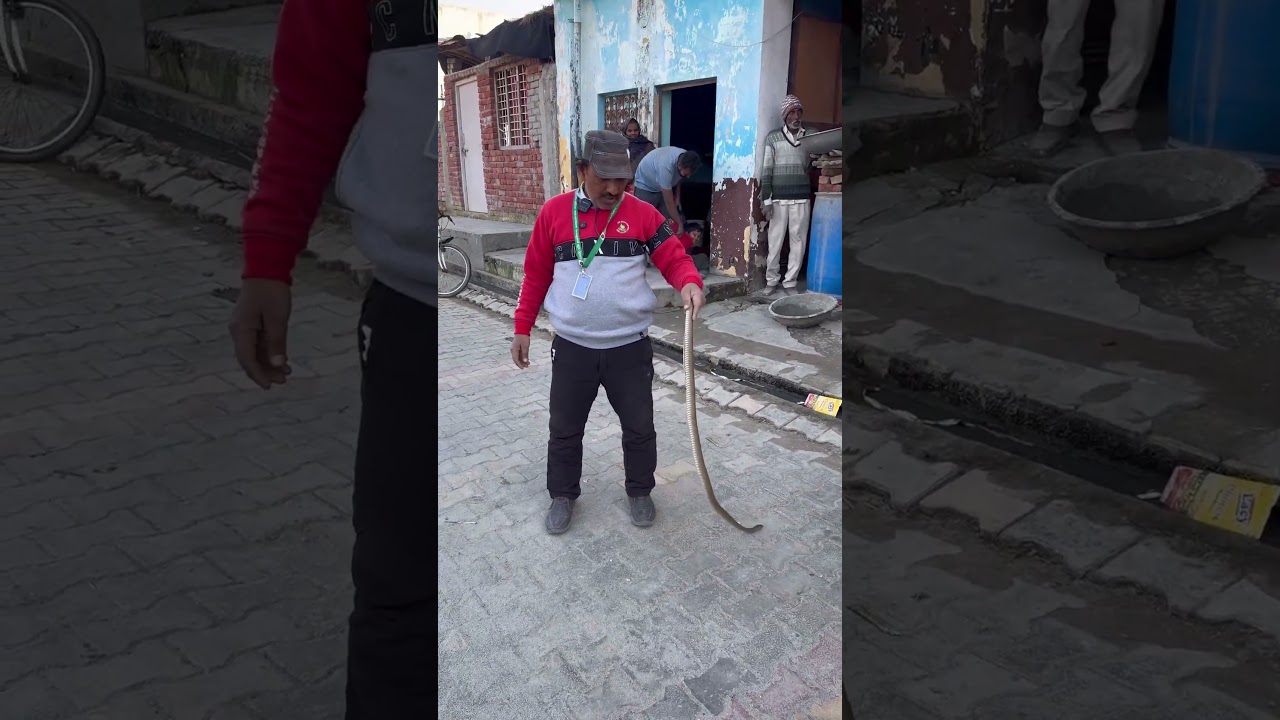 Спасение крысиных змей 