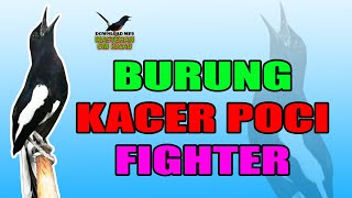 PANCINGAN KACER BAHAN MALAS BUNYI AGAR EMOSI DI MALAM HARI