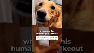 This Dog Turns into a Typewriter 😂