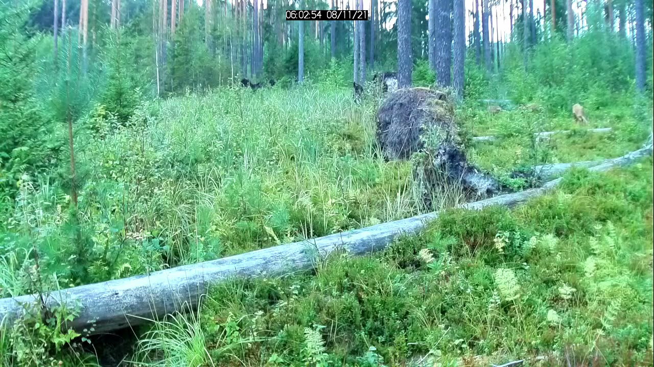 Metskitsed (11.08.2021, Kõnnu, Tartumaa), 4x kiirendus