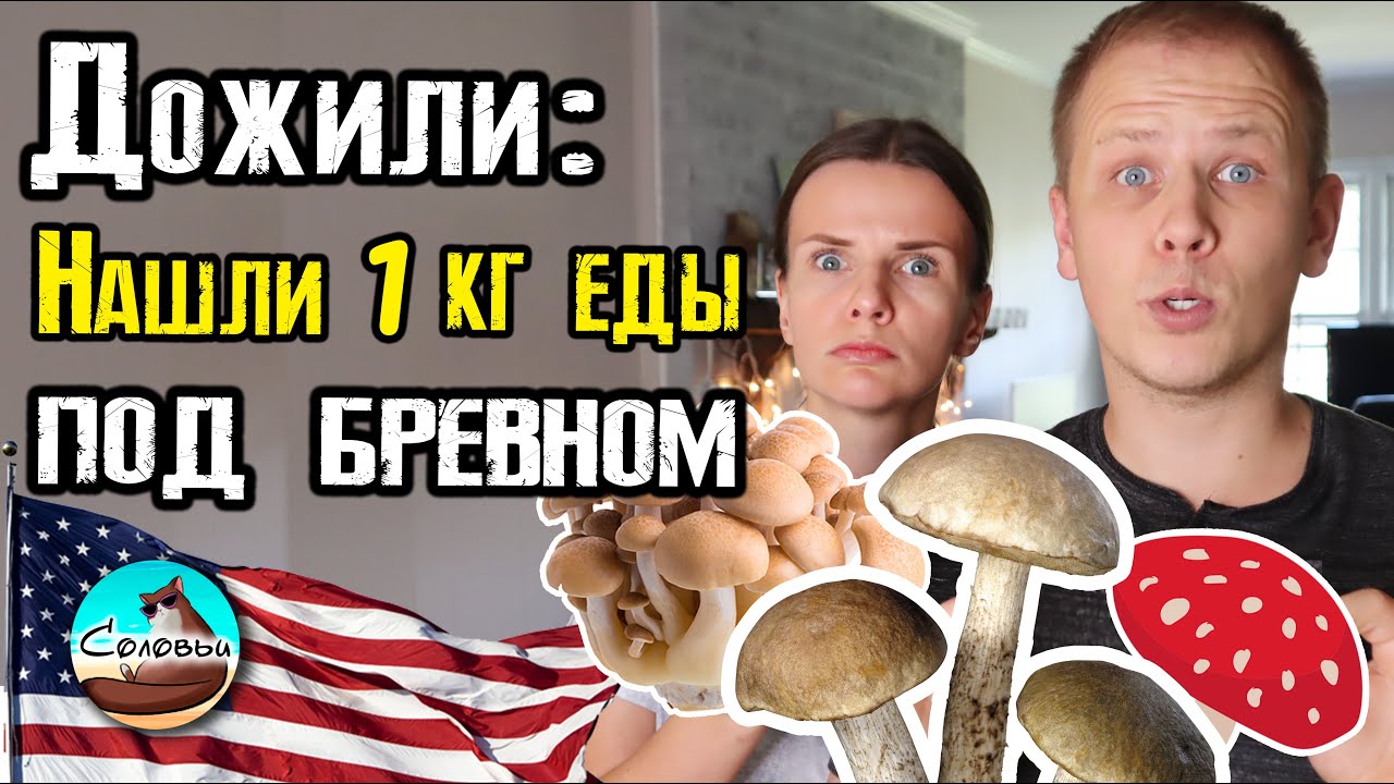Дожили: нашли 1 кг еды под бревном и всё съели! (с большим ...