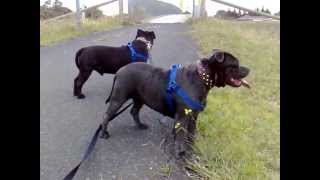 Blue Staffordshire Bull Terrier Bluey And Oreo Part 3
