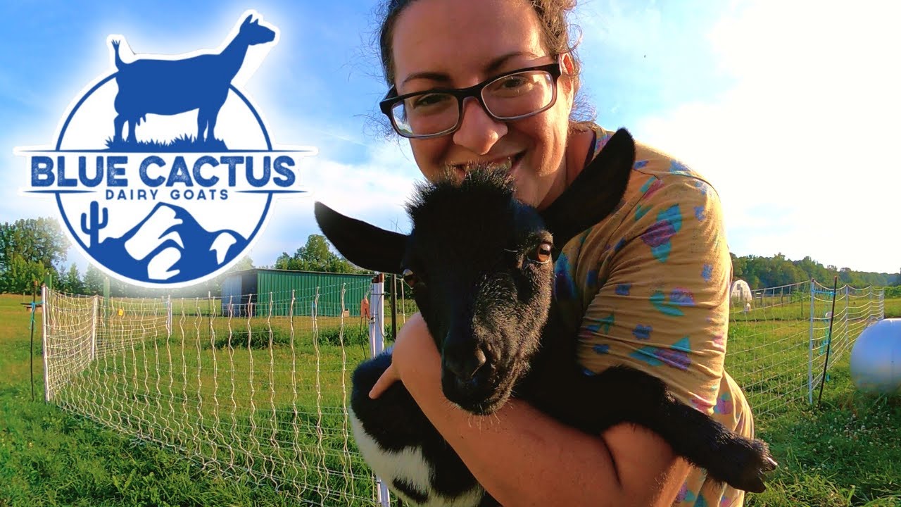 I Bought A Blue Cactus Dairy Goat! BlueCactusDairyGoats YouTube