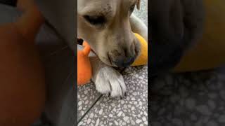 Kya kr rhe ho … #monty #ytshorts #funny #lifeisbutadream #subscribe #labrador #petslife #dogvideos