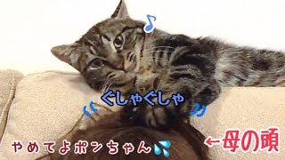 ポンに髪の毛を毛繕いされまくる母が困ってます
