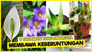 Fakta Menarik - 4 Tanaman yang Dipercaya Membawa Keberuntungan