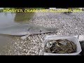 Catching Monster Blue Crabs - Catching Huge Alligator Garfish