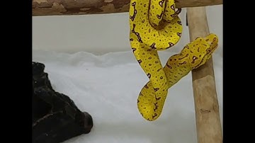 Manokwari green tree python neonate feeding