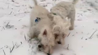 Westies Having Fun In The Snow 🥰 by Maylo 743 views 3 years ago 1 minute, 41 seconds