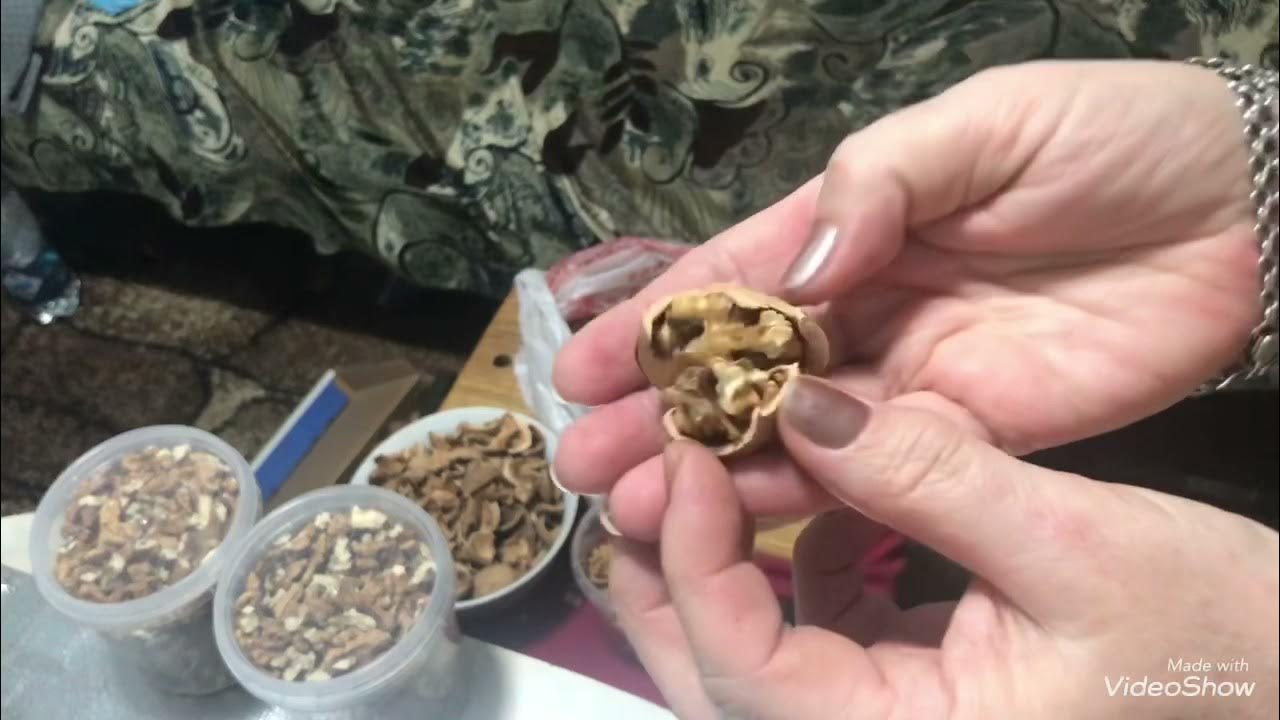 Я как белочка добываю ядра грецких орехов - YouTube