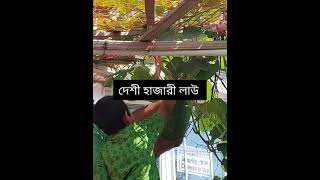 দেশী লাউ (Desi lau)